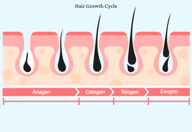 Hair growth cycle